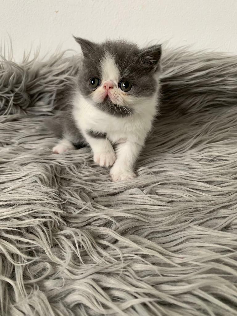 gumtree exotic shorthair